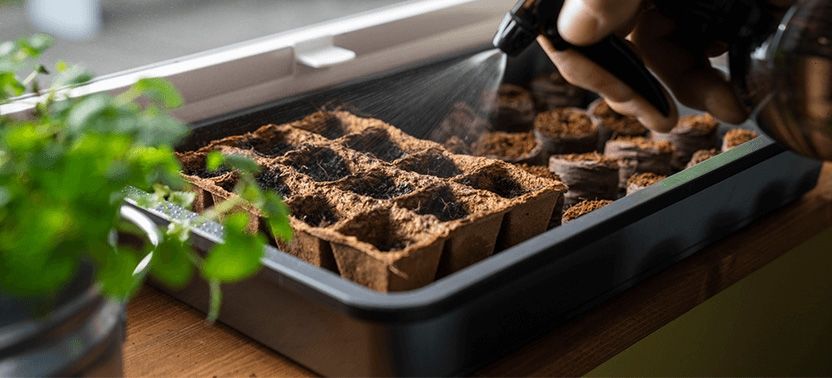 Anzucht 832x378 Anzucht 832x378