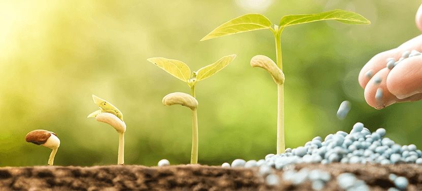 Dünger 832x378 Dünger 832x378